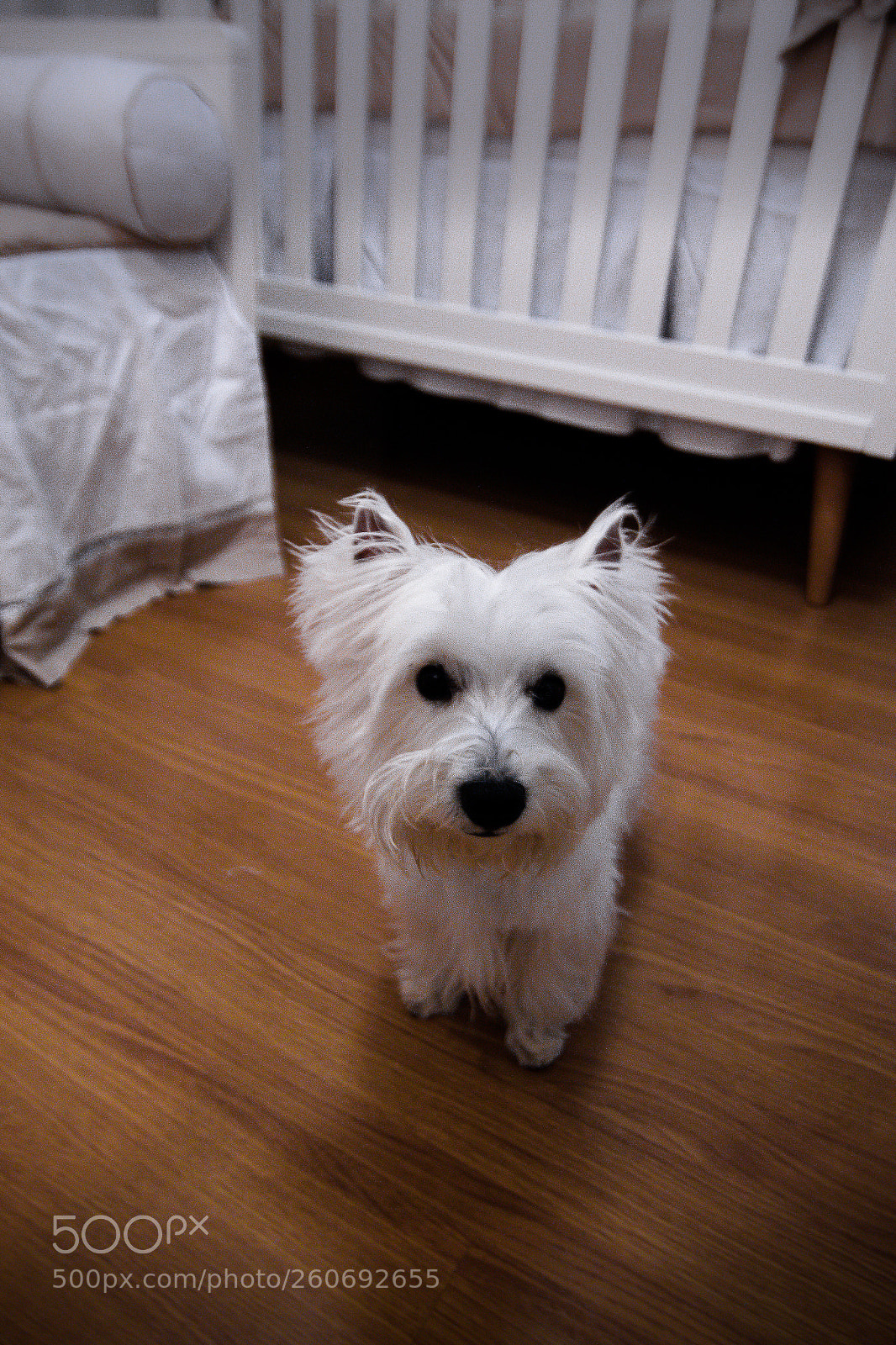 Canon EOS 70D sample photo. Nick! photography