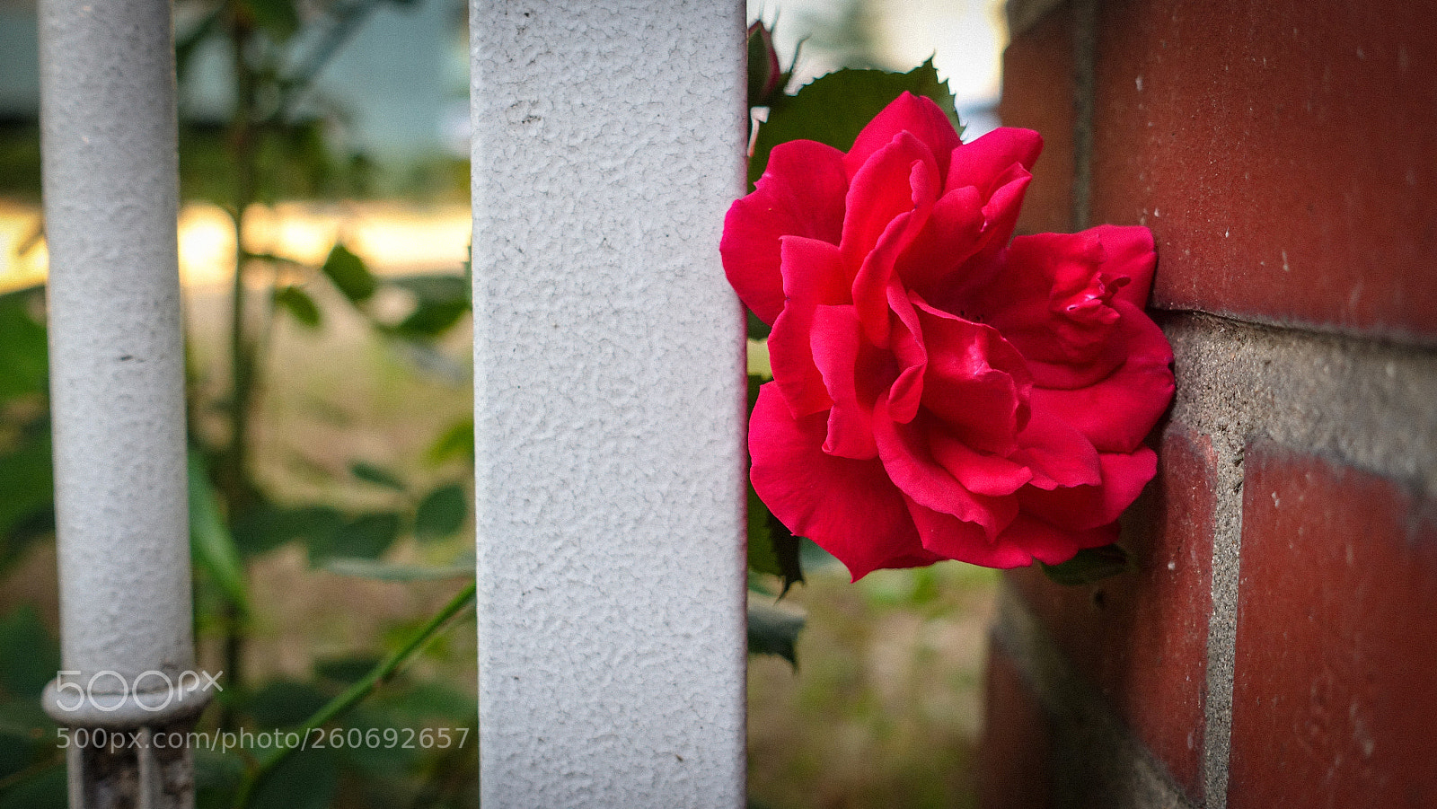 Sony Cyber-shot DSC-RX100 IV sample photo. I'm tired photography