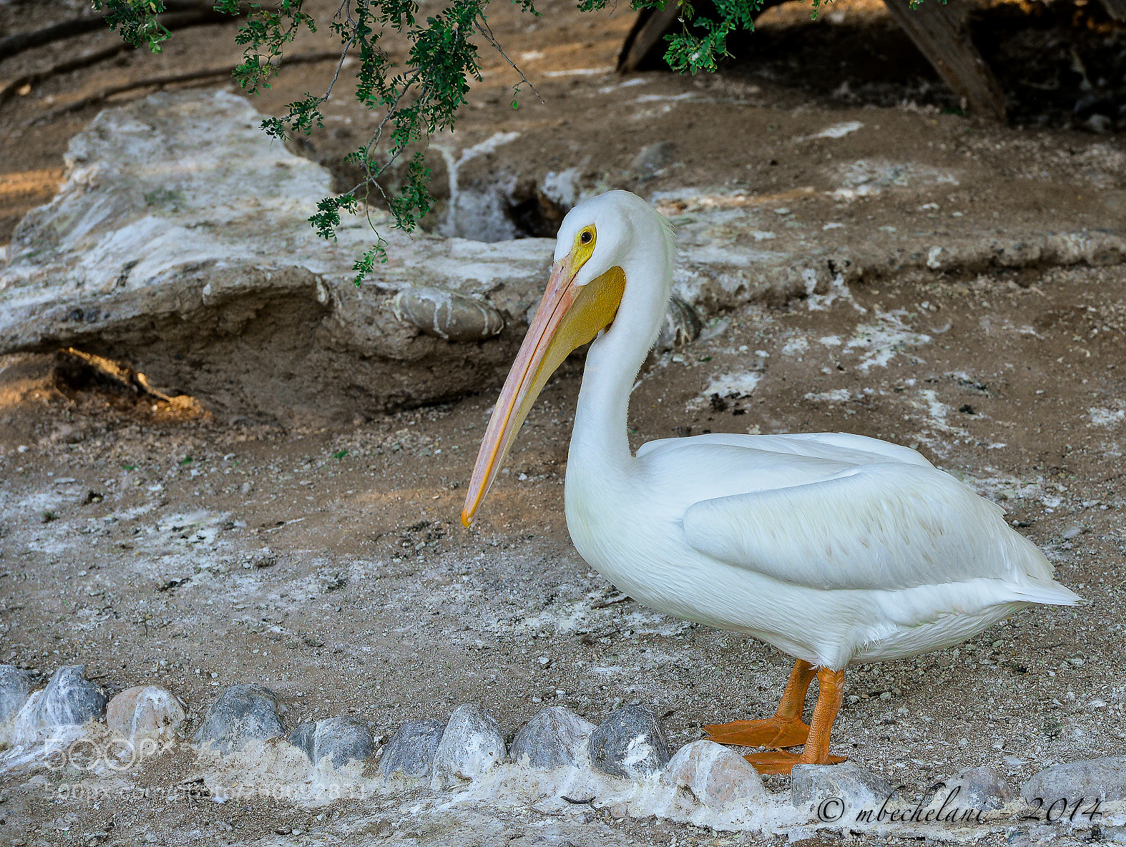 Nikon D800 sample photo. Cbae o photography