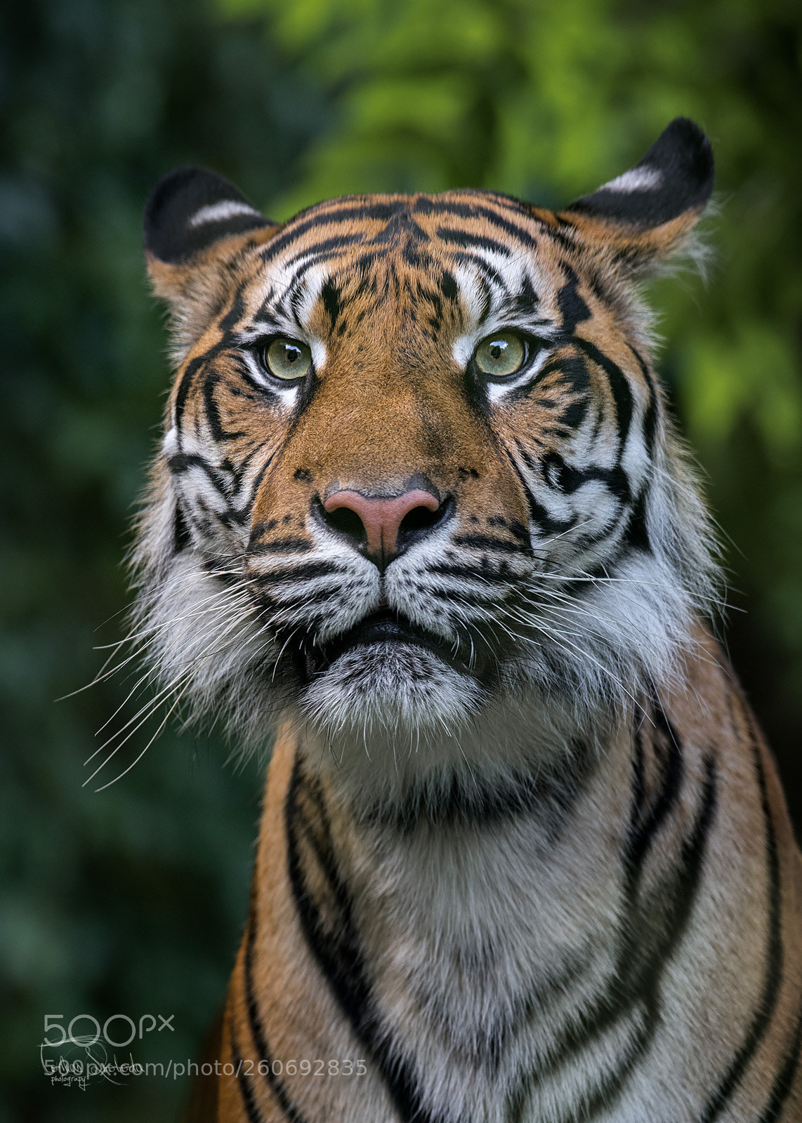 Nikon D750 sample photo. The sumatran tiger panthera photography