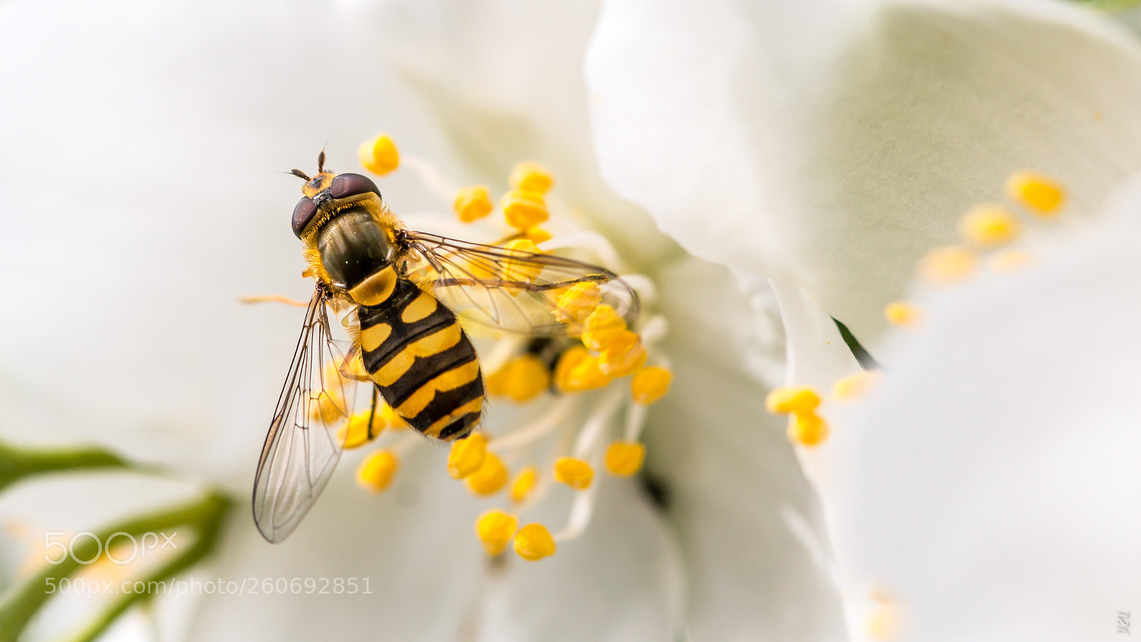 Canon EOS 70D sample photo. Animaux - syrphe photography