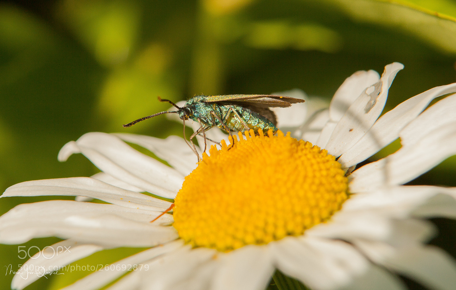 Canon EOS 5D Mark II sample photo. Butineur (1) photography