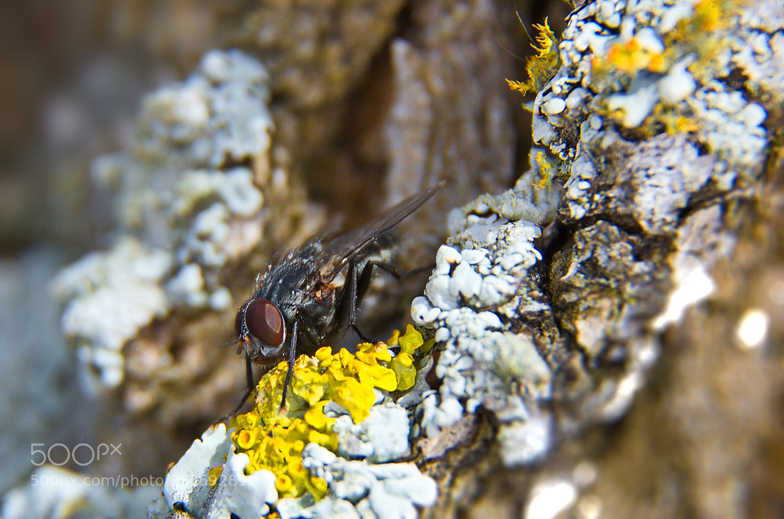 Nikon D7000 sample photo. The fly photography