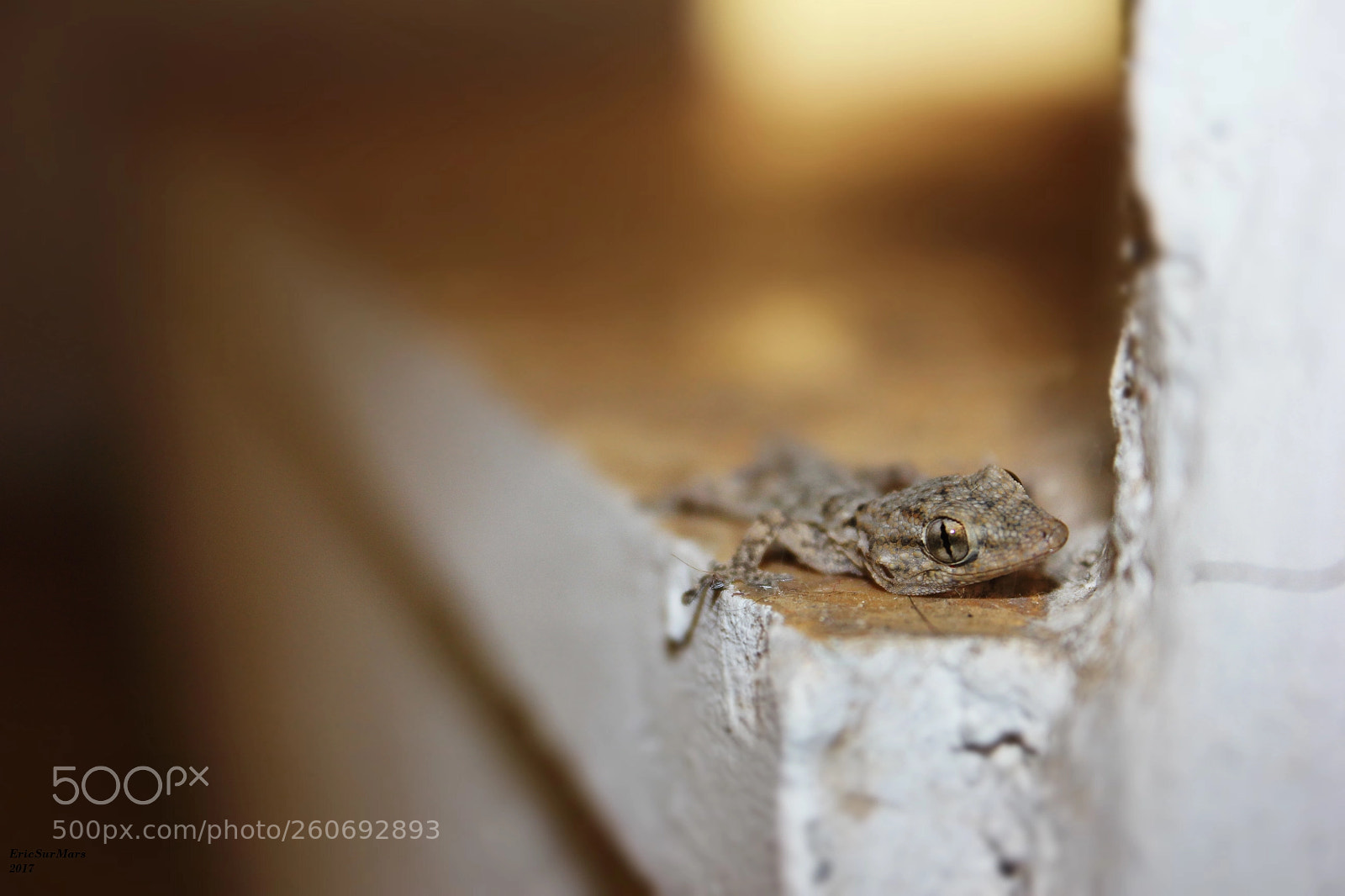 Canon EOS 600D (Rebel EOS T3i / EOS Kiss X5) sample photo. Lézard tarente photography