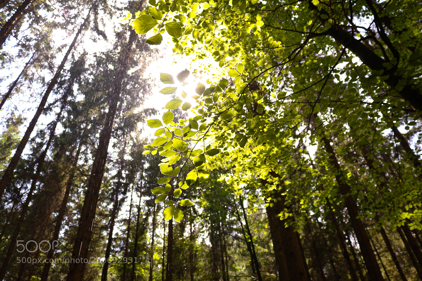 Canon EOS 750D (EOS Rebel T6i / EOS Kiss X8i) sample photo. Sun meets rain photography