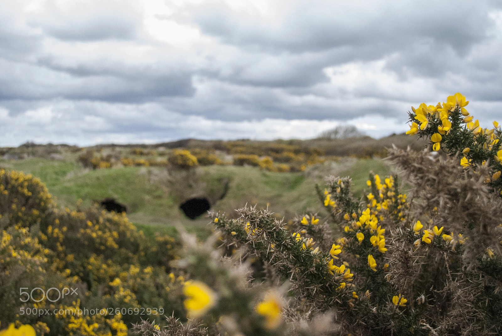Nikon D60 sample photo. Pointe du hoc photography