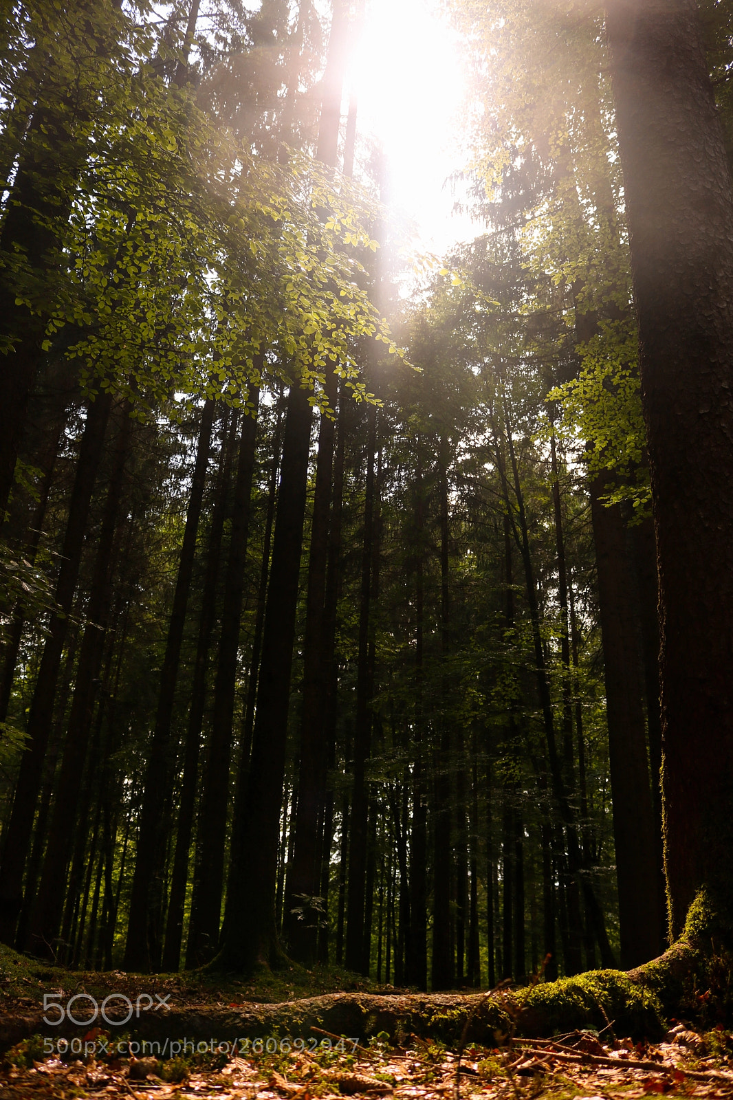 Canon EOS 750D (EOS Rebel T6i / EOS Kiss X8i) sample photo. Summer in the woods photography