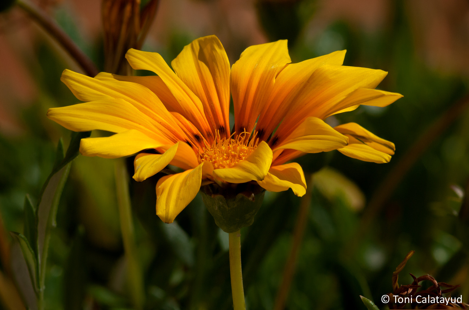 Olympus E-620 (EVOLT E-620) sample photo. Yellow gazania photography