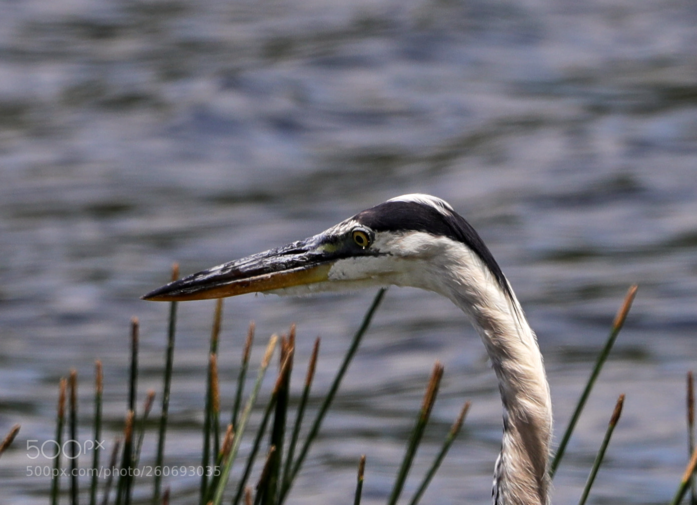 Canon EOS-1D X Mark II sample photo. 06-03-18-0020989.jpg photography