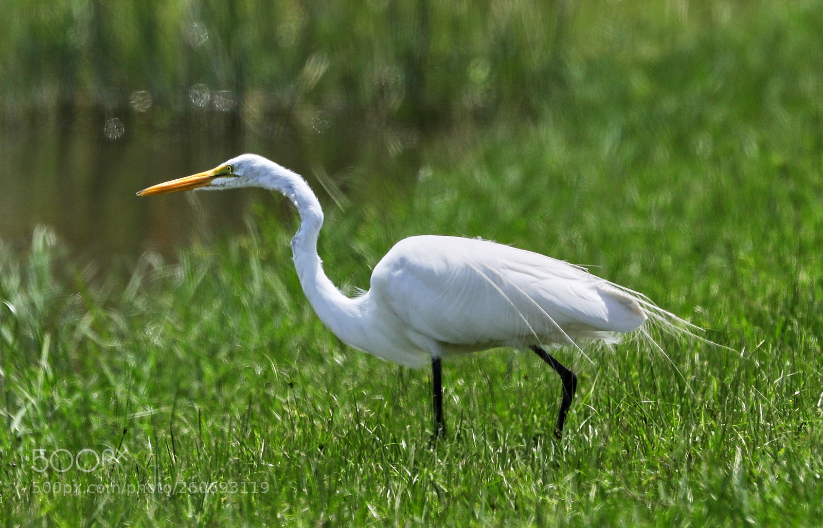 Canon EOS-1D X Mark II sample photo. 06-03-18-0021006.jpg photography
