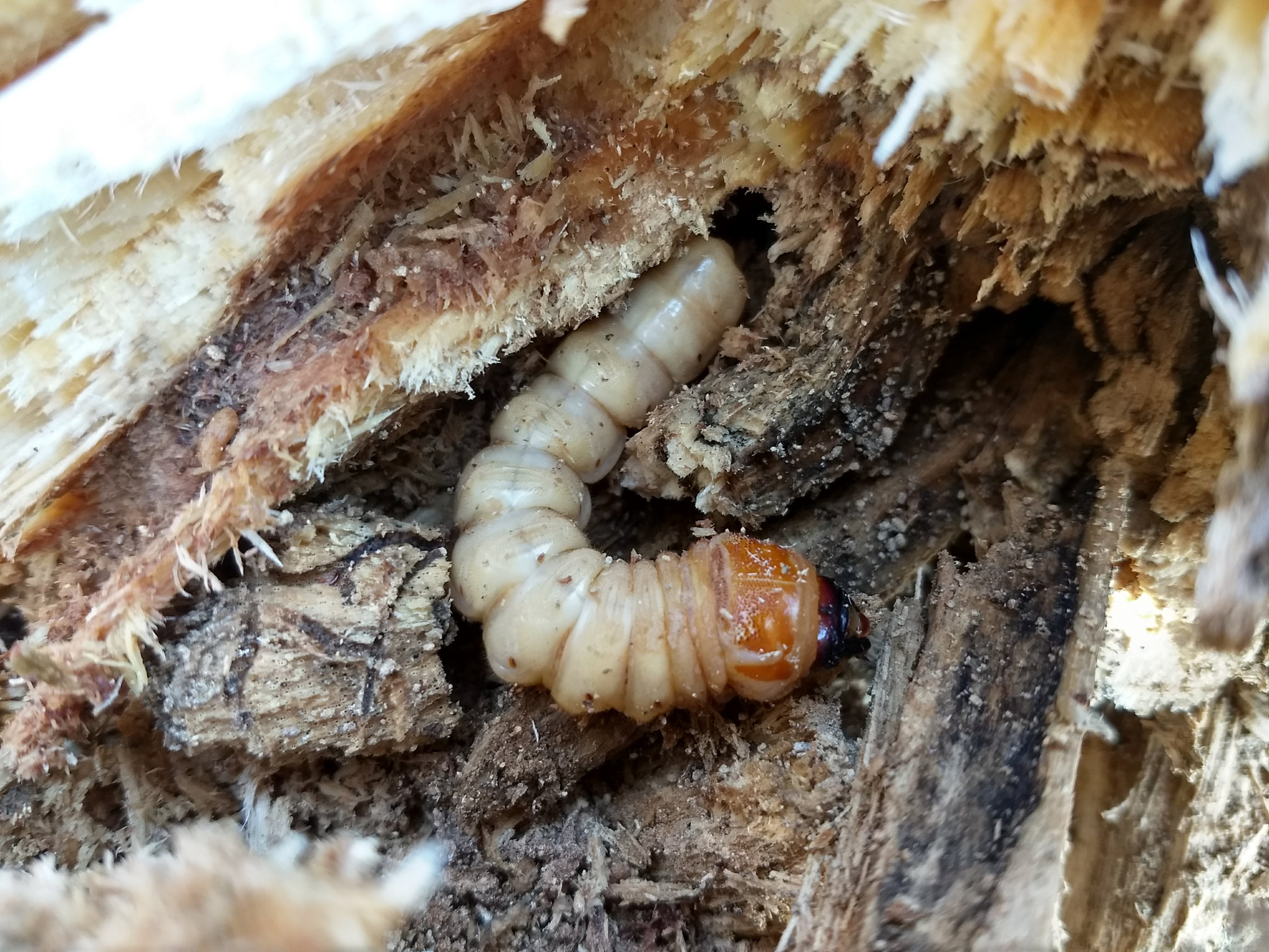 Motorola Moto G (5) Plus sample photo. Caterpillar photography