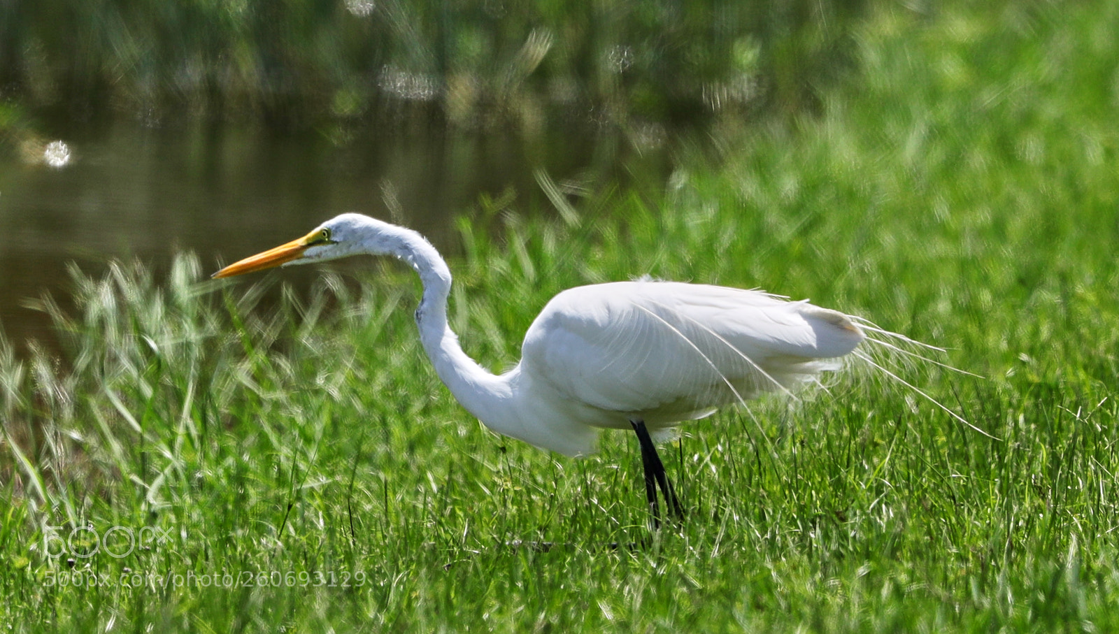 Canon EOS-1D X Mark II sample photo. 06-03-18-0021002.jpg photography