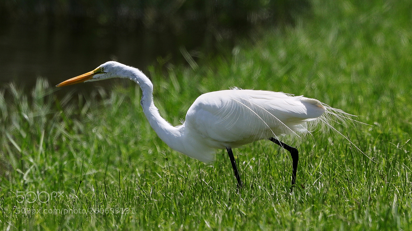 Canon EOS-1D X Mark II sample photo. 06-03-18-0021003.jpg photography