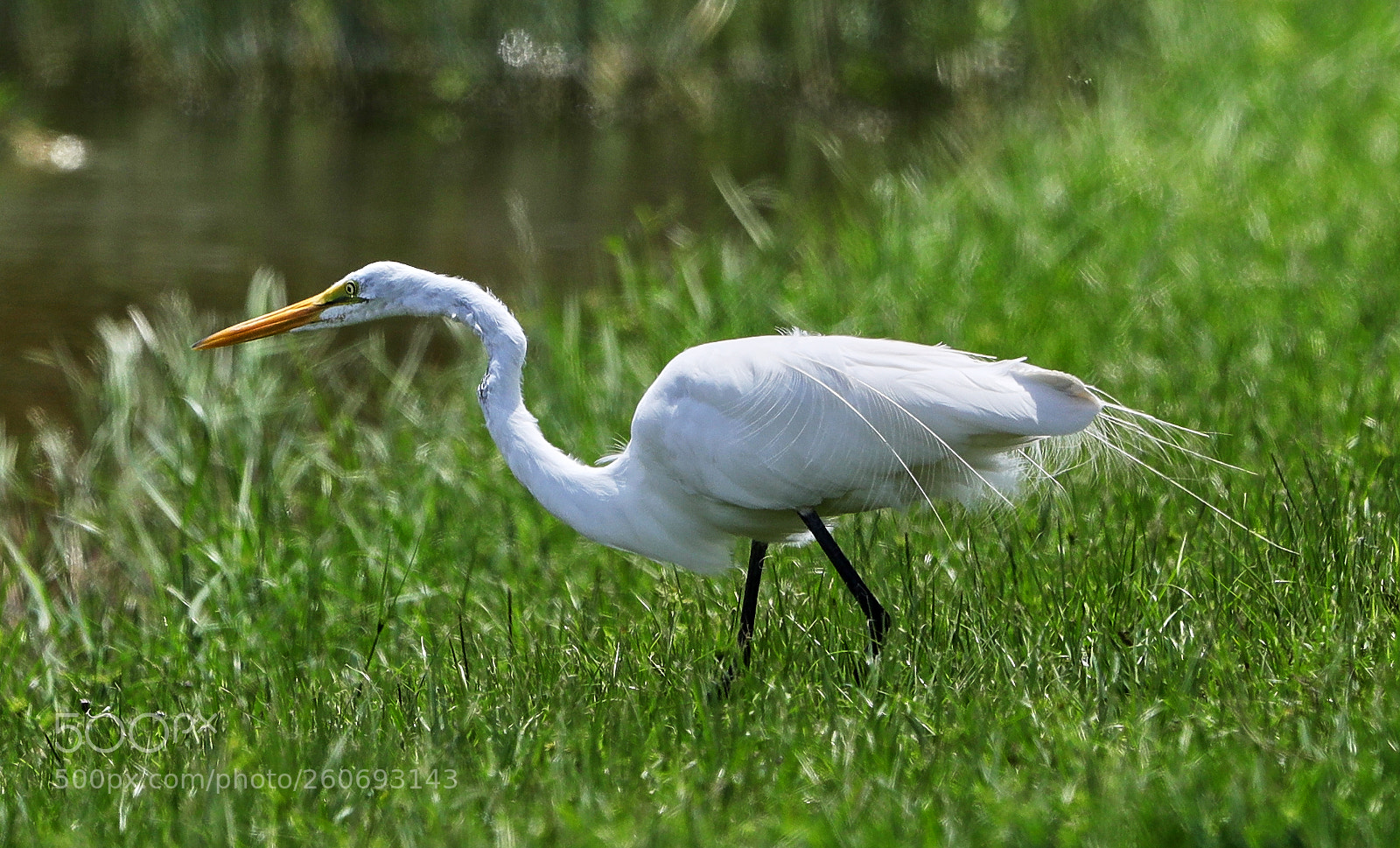 Canon EOS-1D X Mark II sample photo. 06-03-18-0021001.jpg photography
