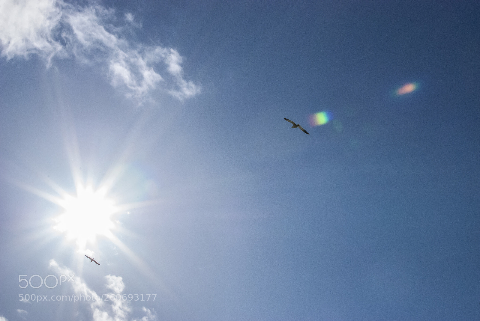 Nikon D60 sample photo. Seagulls photography
