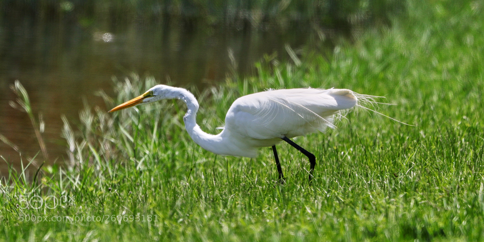 Canon EOS-1D X Mark II sample photo. 06-03-18-0021000.jpg photography