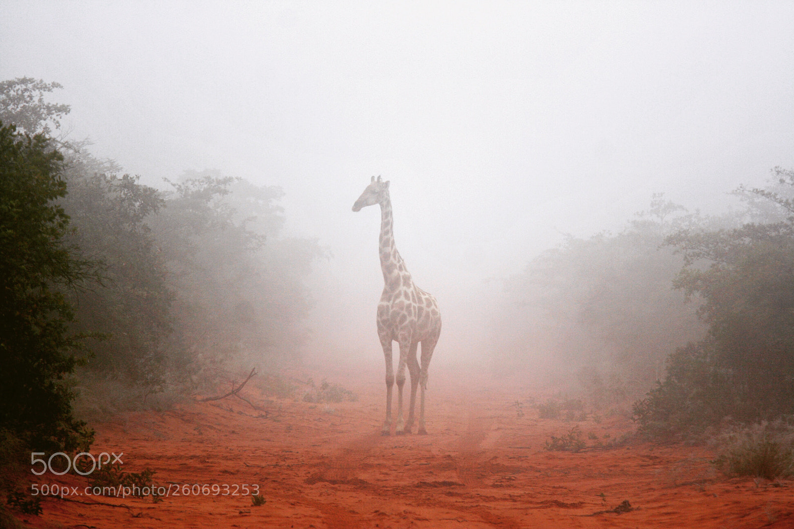 Canon EOS 400D (EOS Digital Rebel XTi / EOS Kiss Digital X) sample photo. Giraffe in the myst photography