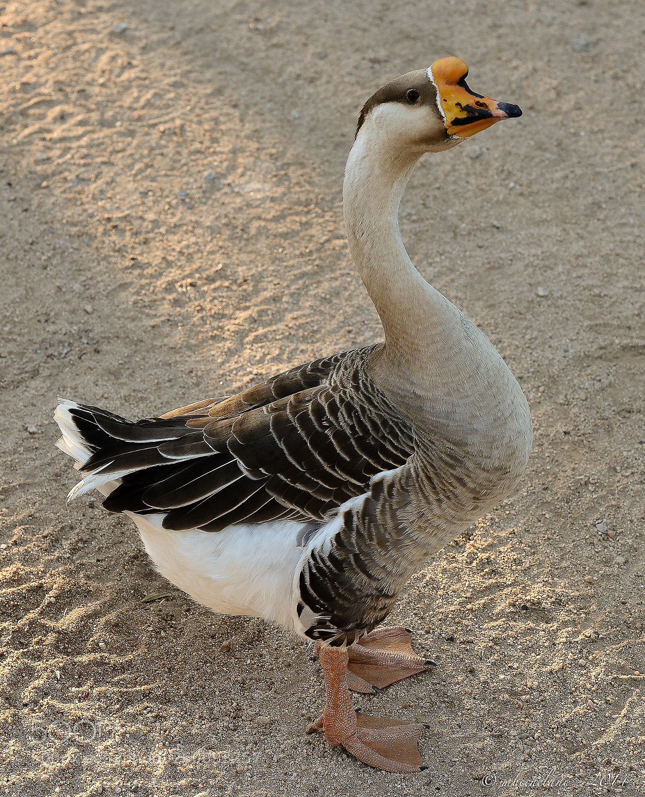 Nikon D800 sample photo. Adfe o photography
