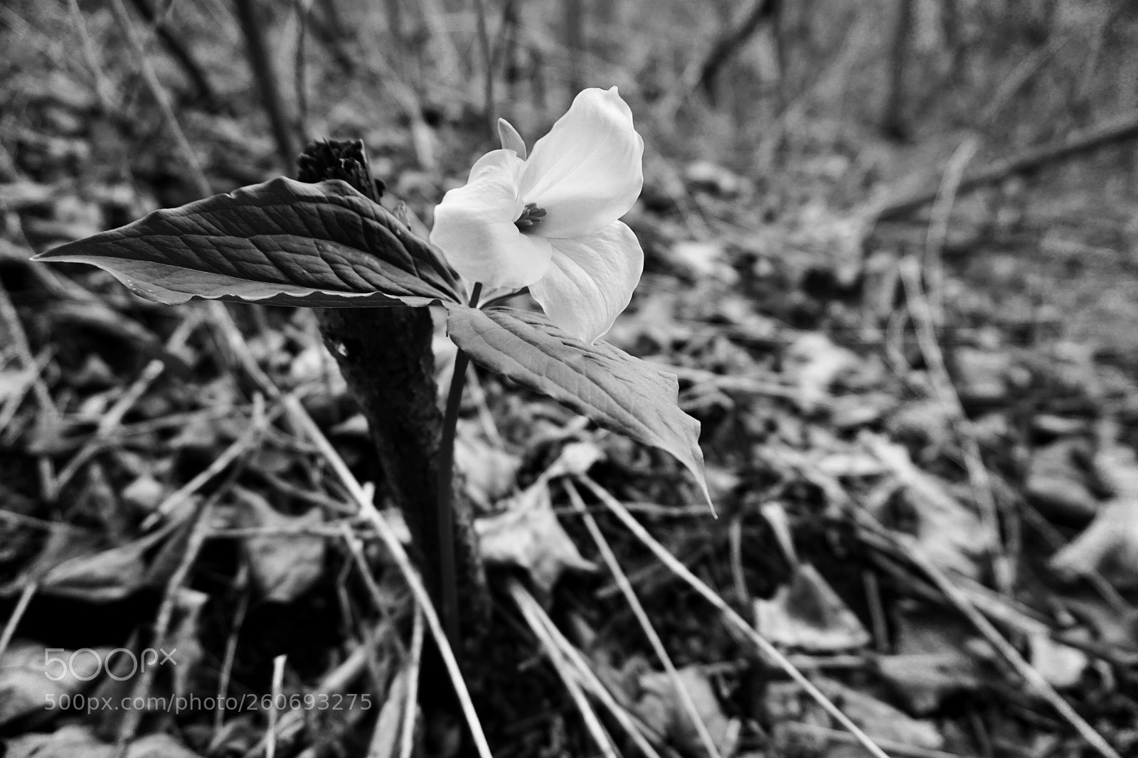 Sony a6000 sample photo. Trillium bw photography
