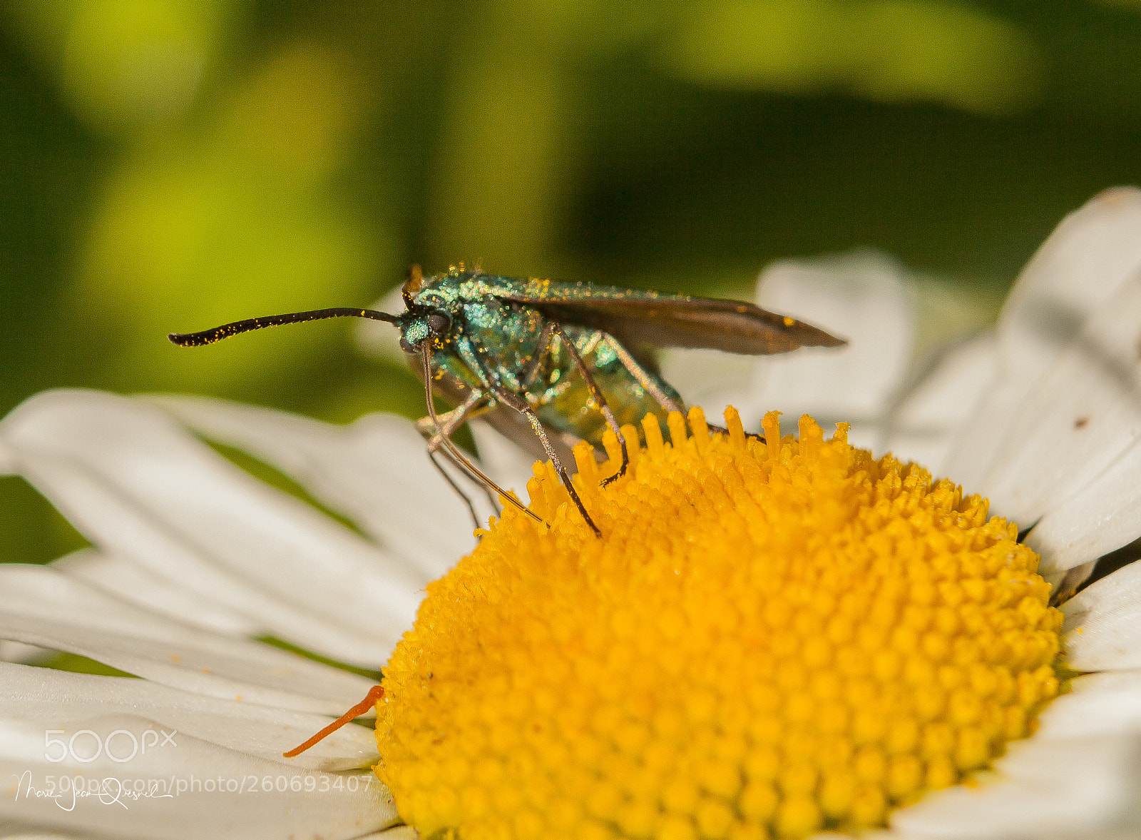 Canon EOS 5D Mark II sample photo. Butineur (2), son meilleur profil... photography