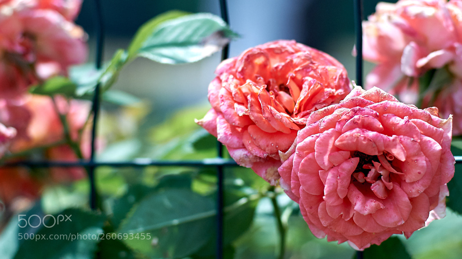Fujifilm X-T2 sample photo. Rose photography