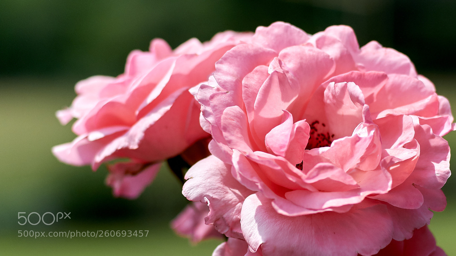 Fujifilm X-T2 sample photo. Rose photography
