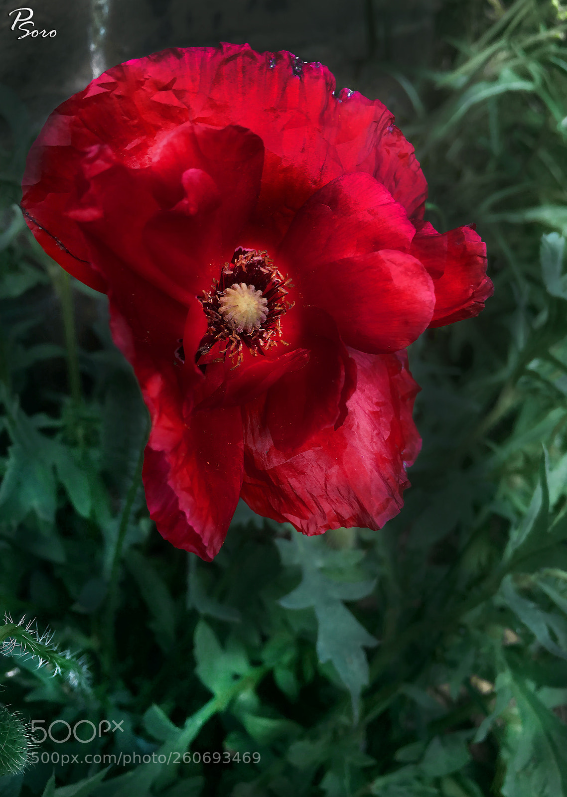 Apple iPhone 6s sample photo. Mac ... photography