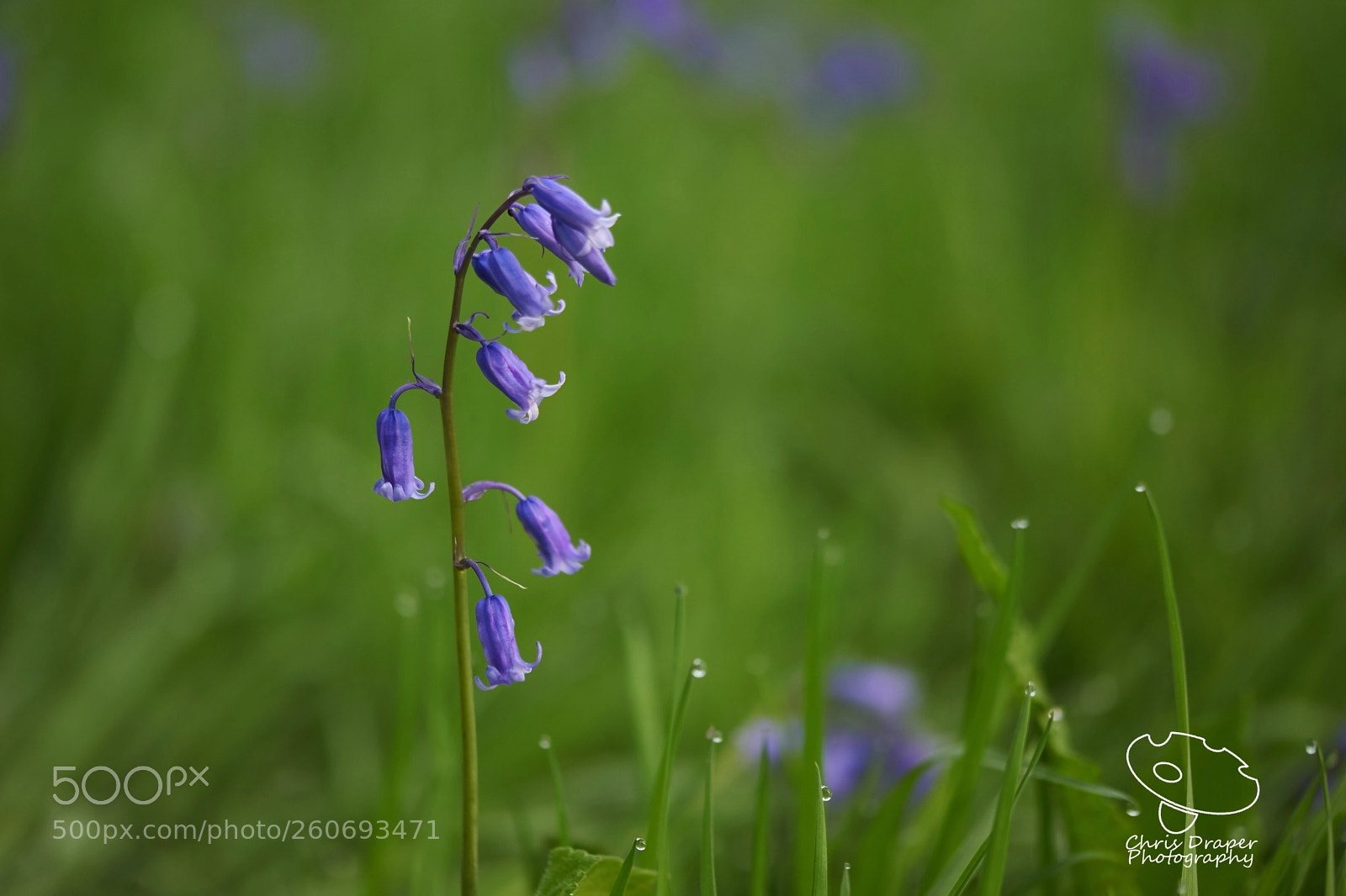 Sony ILCA-77M2 sample photo. Bluebells and dew photography
