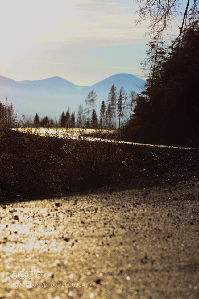 Canon EOS 500D (EOS Rebel T1i / EOS Kiss X3) sample photo. Golden road photography