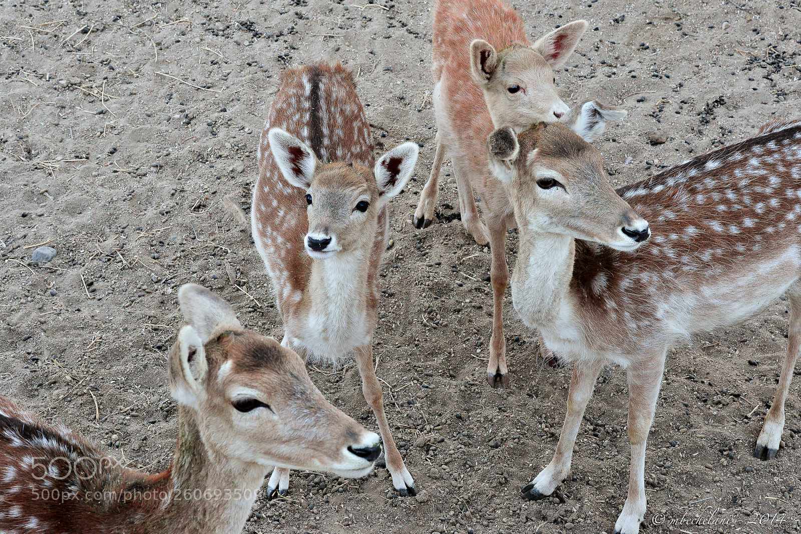 Nikon D800 sample photo. Febd o photography
