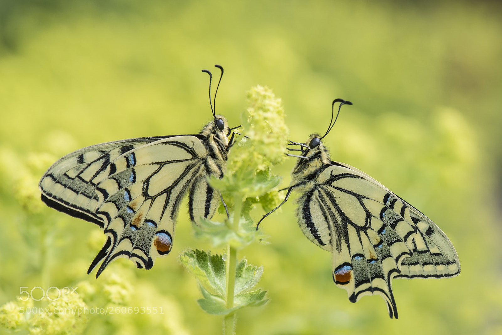 Nikon D610 sample photo. Schwalbenschwanzduo photography
