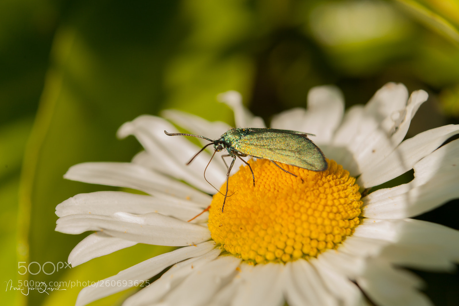 Canon EOS 5D Mark II sample photo. Butineur (3) photography