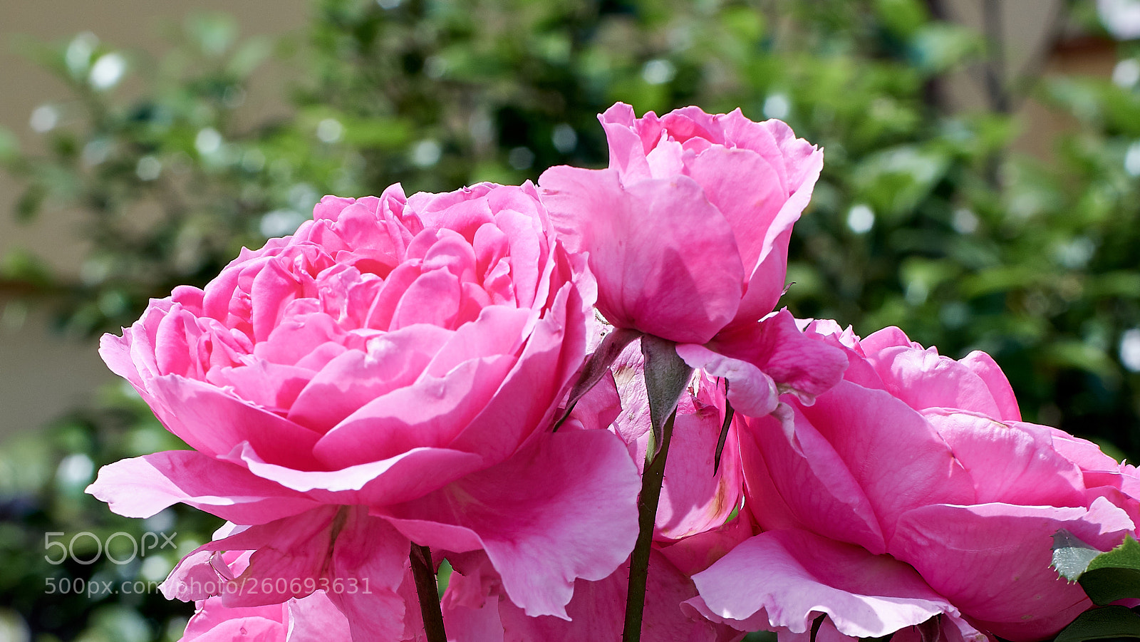 Fujifilm X-T2 sample photo. Rose photography