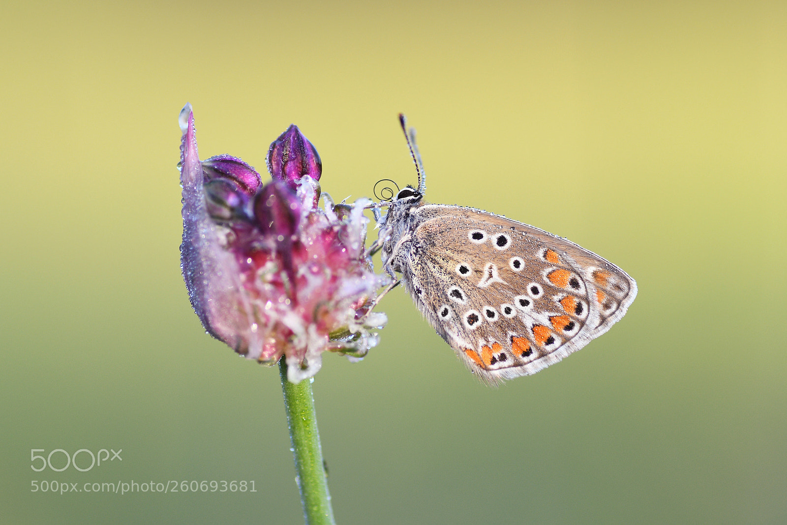 Nikon D500 sample photo. Common blue butterfly polyommatus photography