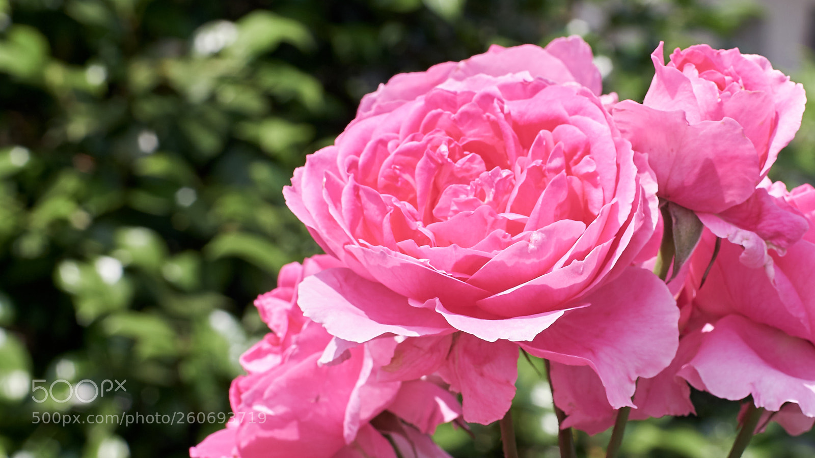 Fujifilm X-T2 sample photo. Rose photography