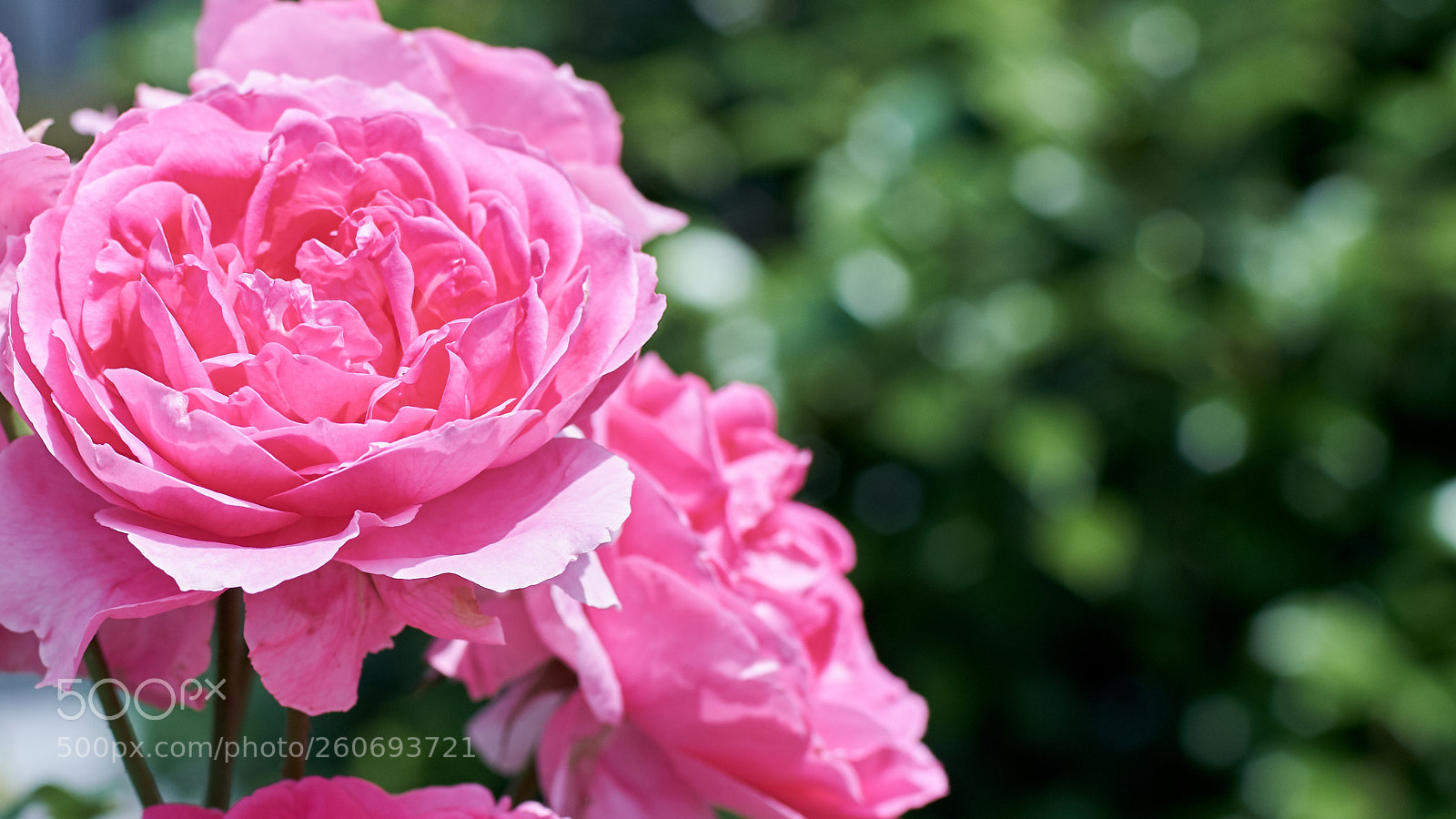 Fujifilm X-T2 sample photo. Rose photography