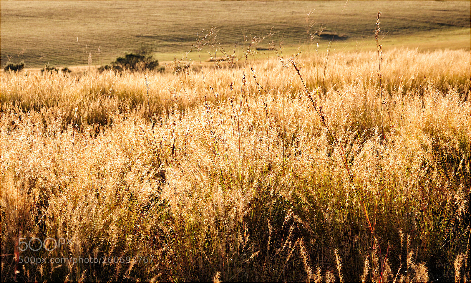 Nikon D300 sample photo. Karkloof grass photography