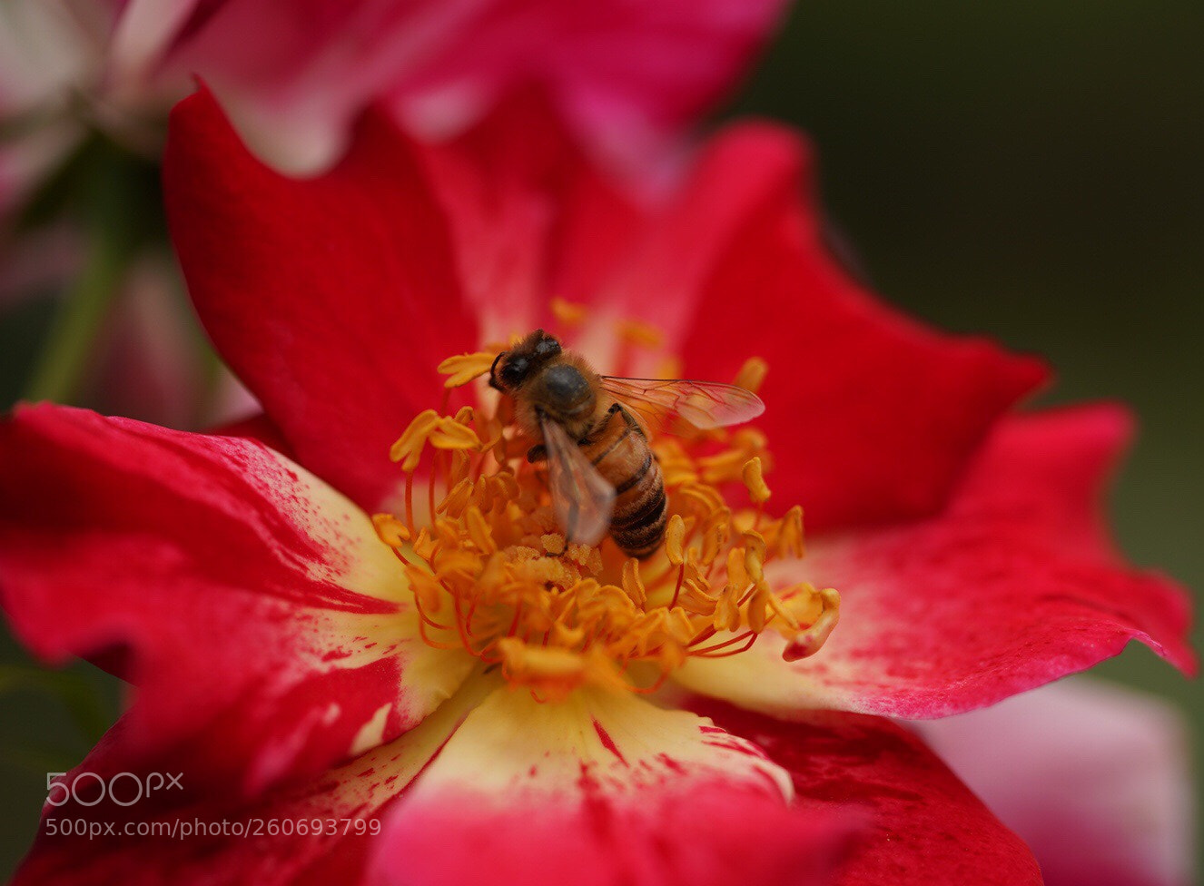 Sony a7R III sample photo. Rose & bee photography