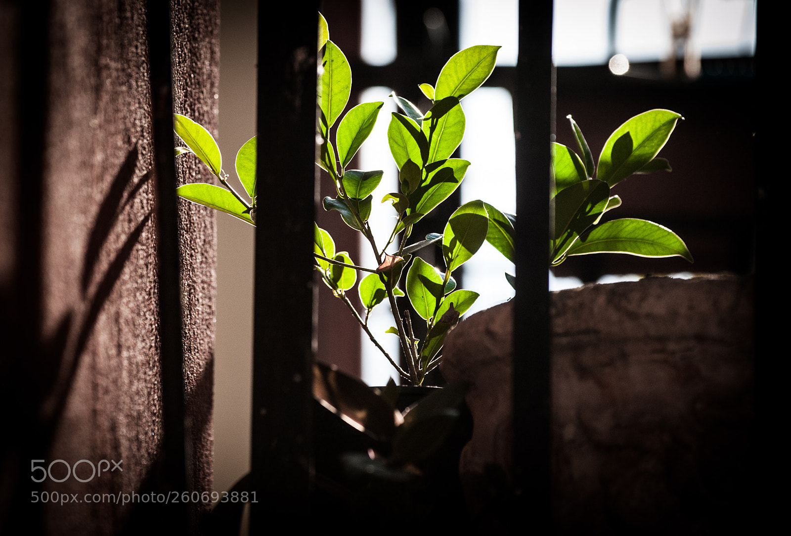 Nikon D700 sample photo. Green power photography
