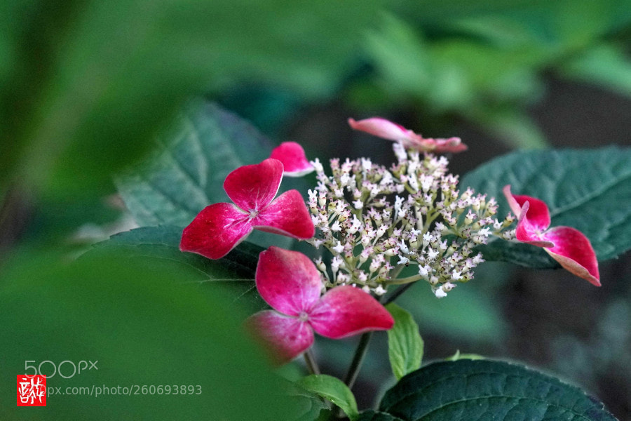 Sony a7R III sample photo. Hydrangea 0603 photography