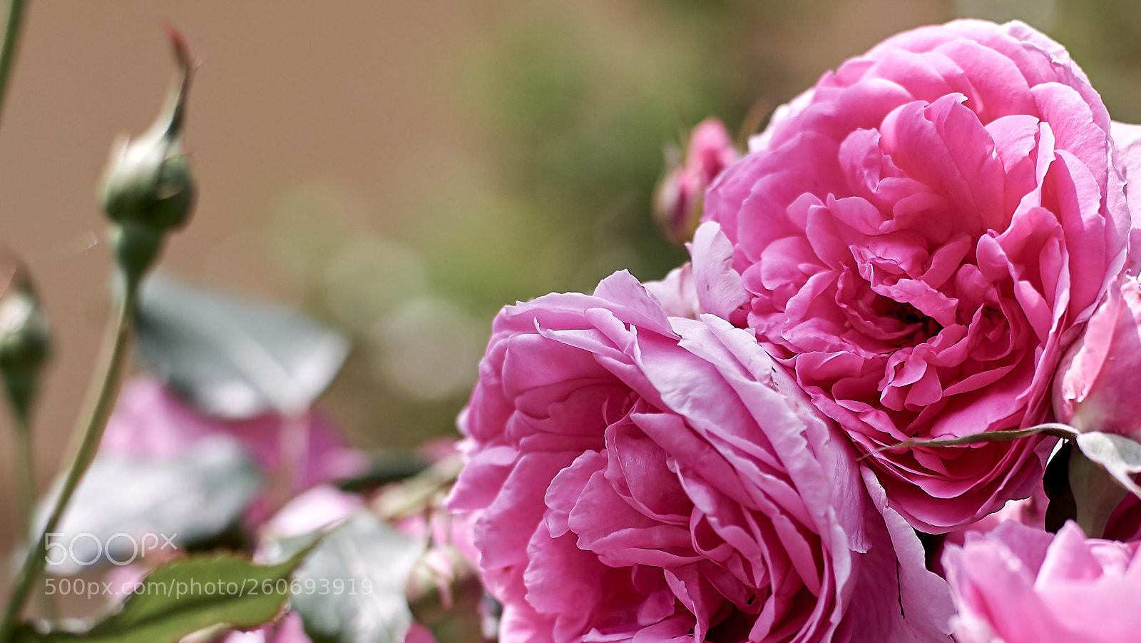 Fujifilm X-T2 sample photo. Rose photography
