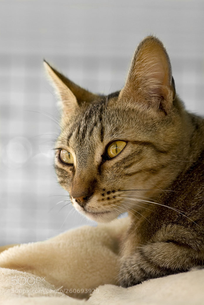 Nikon D90 sample photo. Tiziana. photography