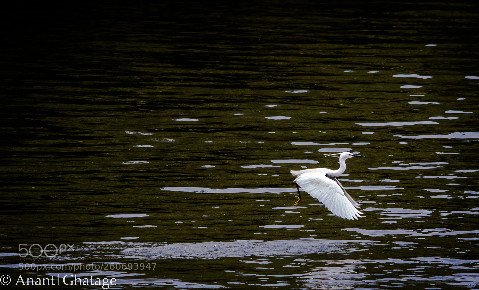 Canon EOS 80D sample photo. Sunday birding... photography