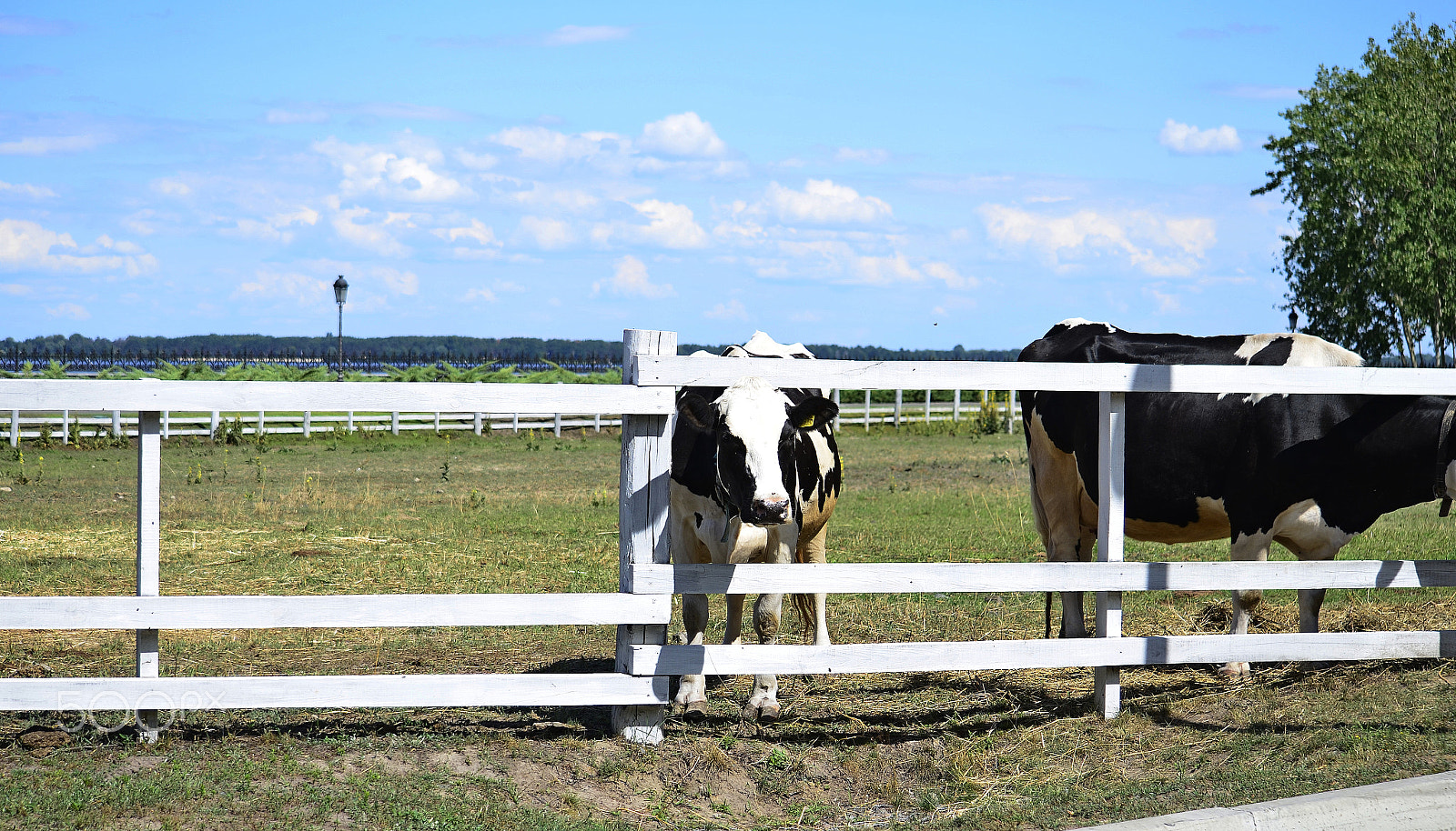 Nikon D5100 sample photo. Cows photography