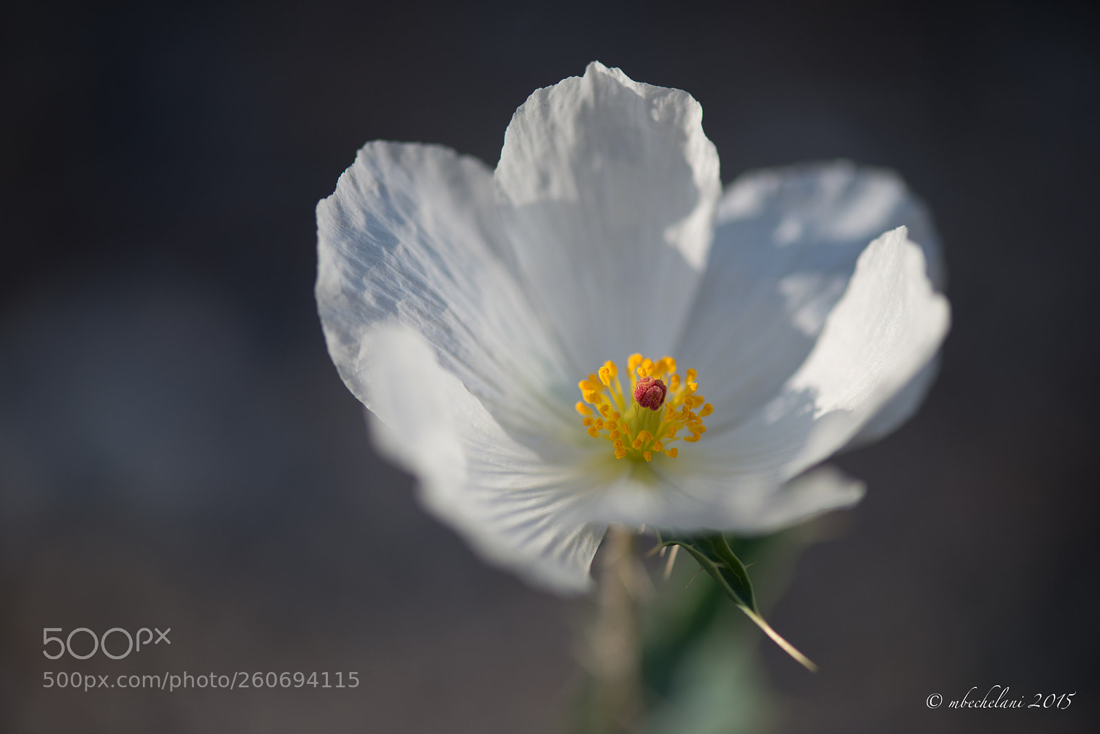 Nikon D800 sample photo. Babdba o photography