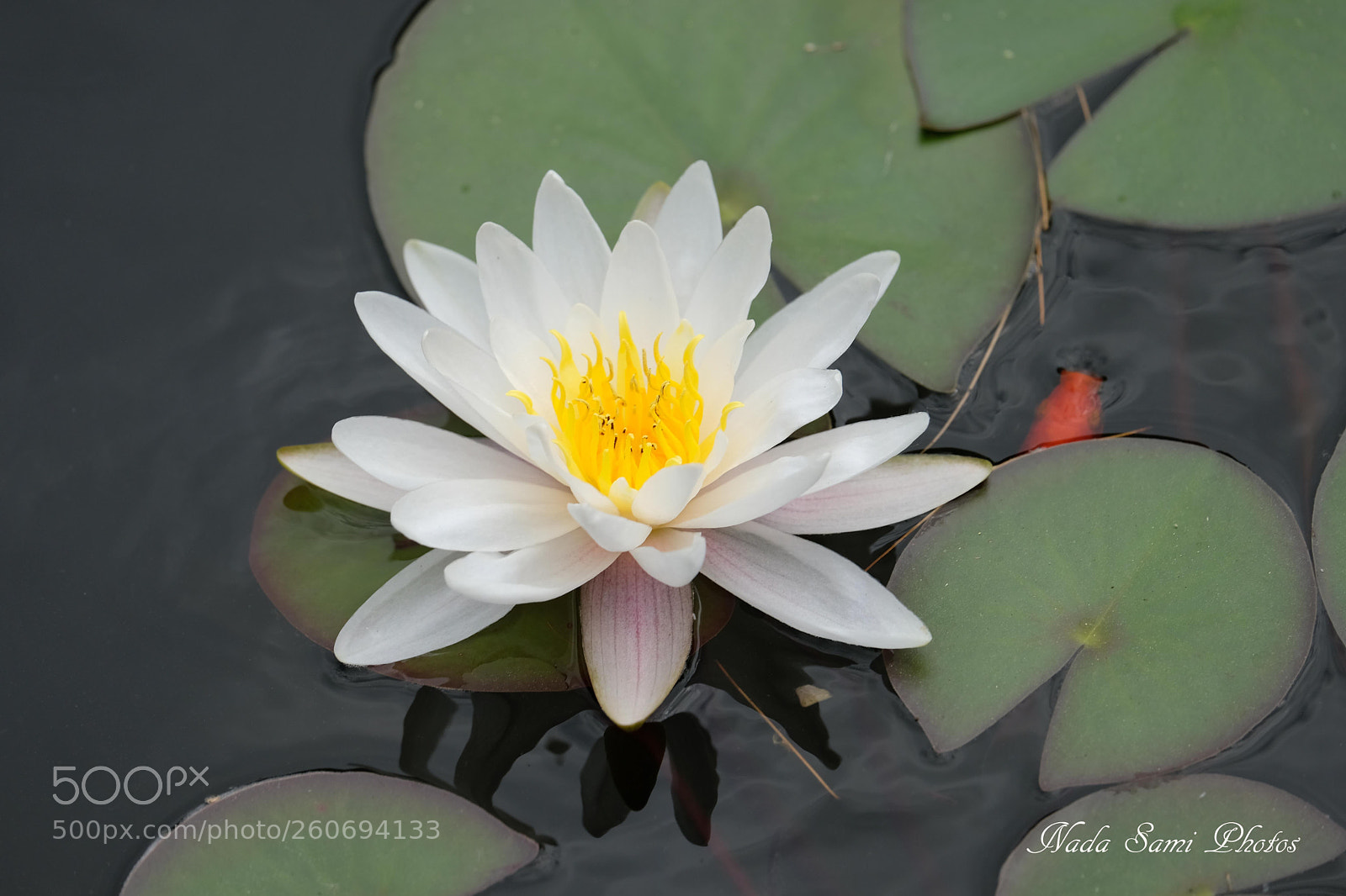 Fujifilm X-T2 sample photo. Water lily  photography