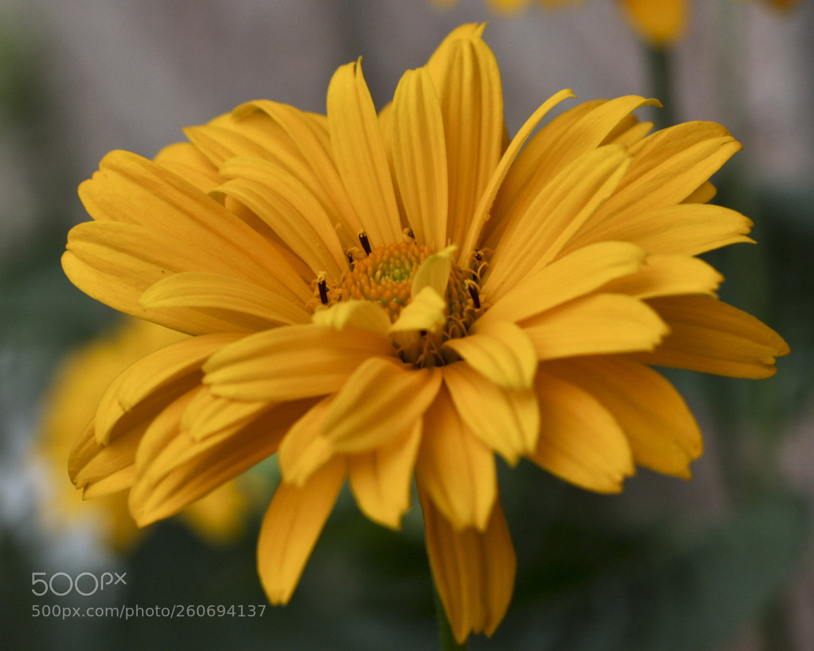Canon EOS 40D sample photo. Flower 29 photography
