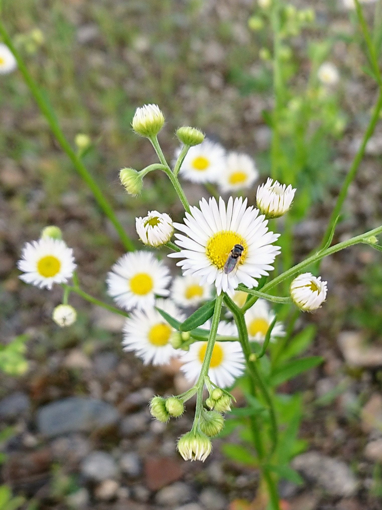 Sony Xperia XZ1 Compact sample photo. Daisies photography