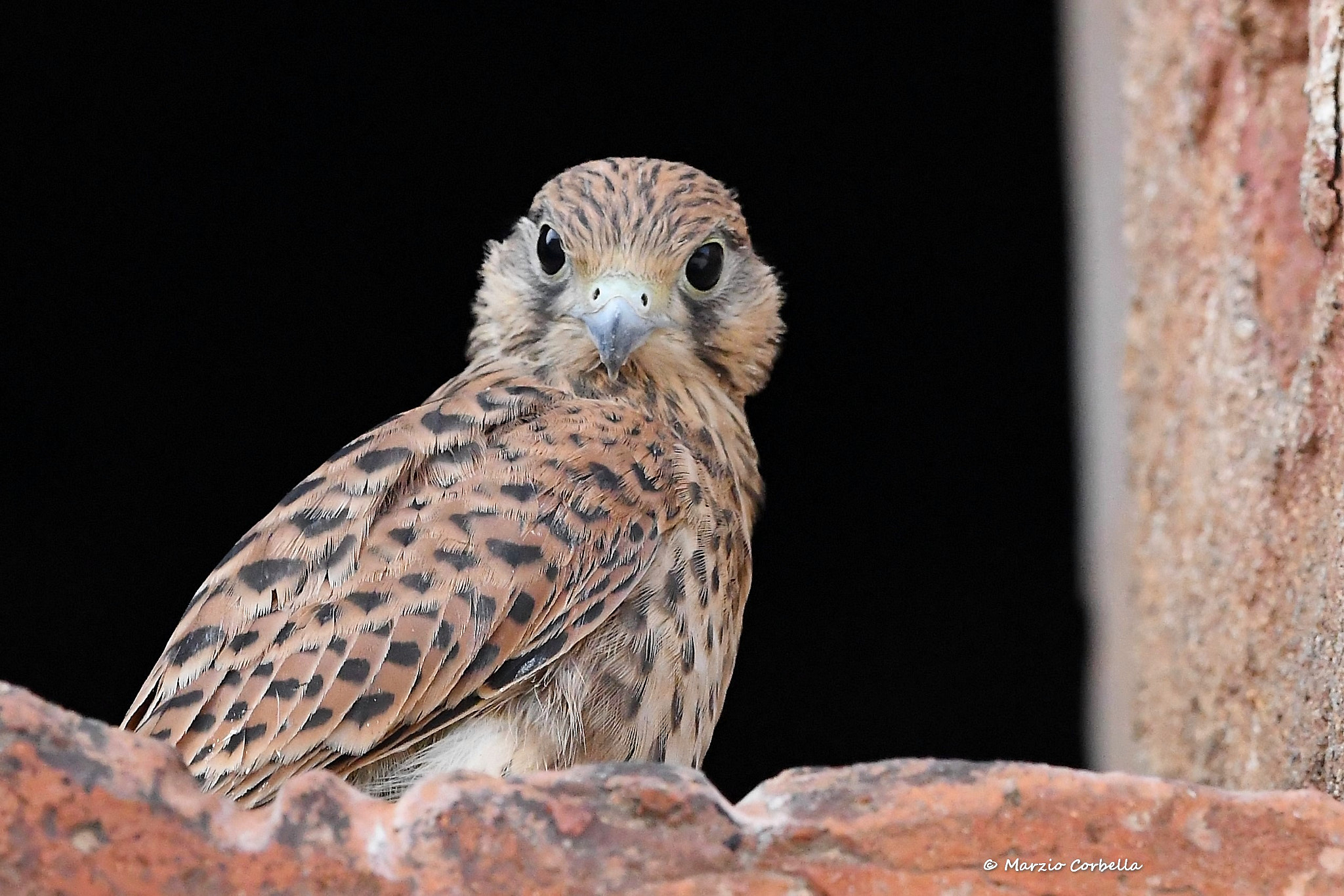 Nikon AF-S Nikkor 500mm F4E FL ED VR sample photo. Human are you talking to me? photography