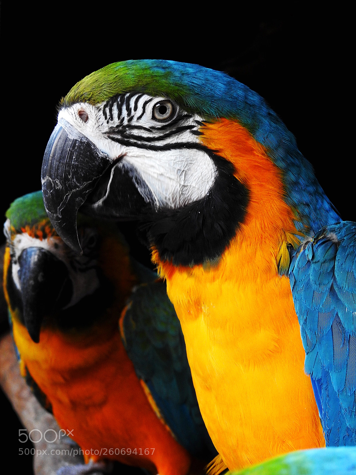Nikon Coolpix P900 sample photo. Ara parrot photography
